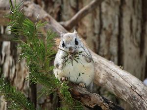 知床に生息する野生動物　エゾモモンガ