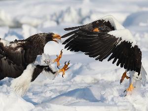 知床に生息する野生動物　オオワシ