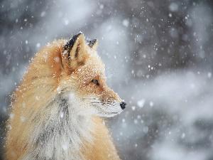 知床に生息する野生動物　キタキツネ
