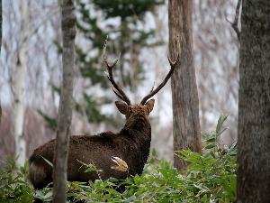 知床に生息する野生動物　エゾシカ