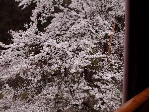【春】お部屋からの桜（一部お部屋にて）例年4月中旬頃が見頃です。
