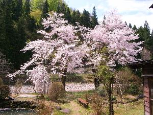 【春】庭園の桜（例年4月中旬頃が見頃です）