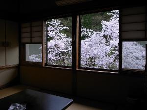 緑風館からの桜（客室一例）