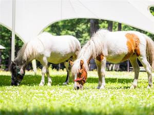 【えさやり体験】フェーリエンドルフの森に住むポニーたち。優しく穏やかな性格の人気者です。