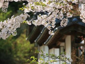 花屋の春