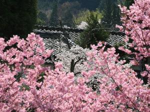 春は、至るところで桜の花が咲き乱れます。