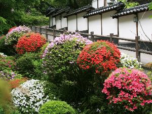 満開のつつじ咲き誇る庭園