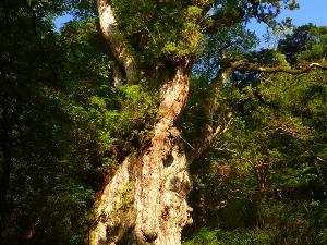 縄文杉