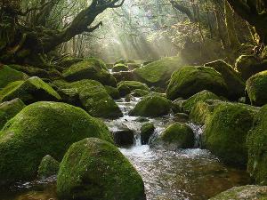 白谷雲水峡