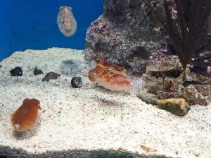 サンシャイン水族館