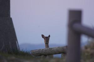 梶ヶ森で見られる動物