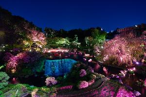 【期間限定】夜桜を愉しむ、日本庭園の特別ライトアップ（イメージ）／3月1日(金)〜4月14日(日)予定