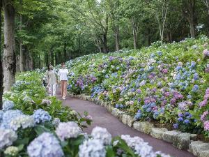 【あじさい祭】園内に咲き誇るあじさいにうっとり