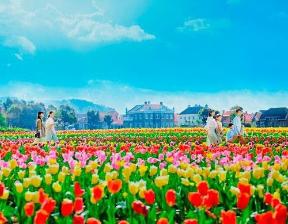 【チューリップ祭】フラワーロードには一面のチューリップが広がります。