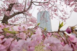 桜