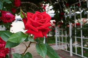 【レッドローズガーデン】春・秋限定！30品種の赤薔薇が咲き誇る屋上庭園（イメージ）