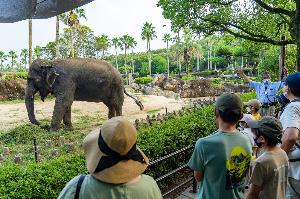 アジアゾウを間近で観察（フェニックス自然動物園）