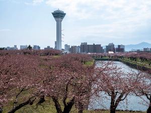【周辺】五稜郭の桜　函館でも有数のお花見スポット。地上とタワー展望台の両方から桜を楽しめます。