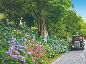 宮殿へと向かう参道には、色や形の異なるあじさいを見比べながら散策を楽しめます