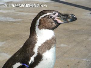 「九十九島動植物園森きらら」（ホテルから車で35分～45分）