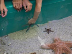 タッチプール