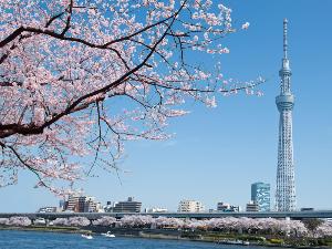周辺観光｜東京スカイツリー（公共交通機関で約30分）
