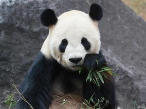 周辺観光｜上野動物園（公共交通機関で約30分）