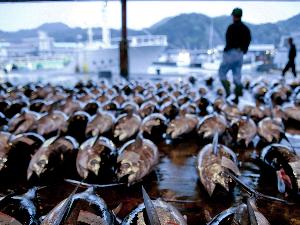 【周辺観光】勝浦漁港〜まぐろの競売〜＜写真提供：（公社）和歌山県観光連盟＞