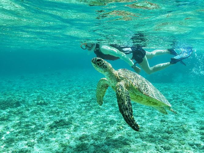 【感動体験シュノーケルツアー】海をのぞけば、そこはまるで竜宮城のよう。インストラクターがサポートしますので泳ぎが苦手な方やお子様でも安心してお楽しみいただけます。