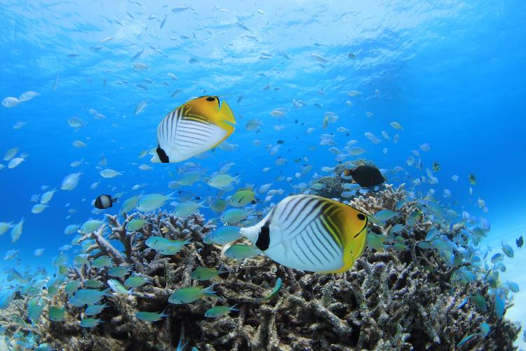 【ファンダイビング】可愛いカラフルな魚がたくさん<BR>