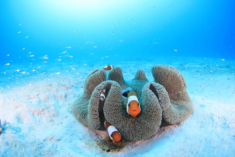 【体験ダイビング】ゆったりダイビングでクマノミに会おう！<BR>