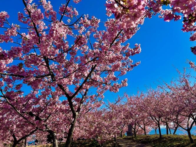 敷地内のマリンパークに雄大な自然が広がります。２月末には３千本の河津桜が咲き誇ります。