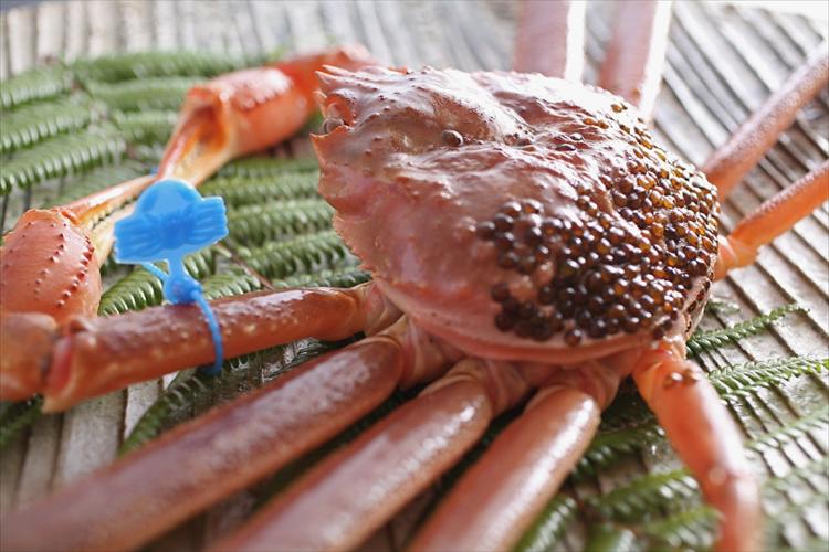 タグが付いた松葉ガニがブランド松葉ガニの証拠です