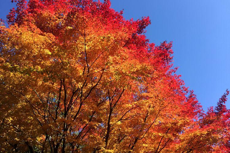 ■【晩秋：紅葉】息を飲むほど美しい晩秋の紅葉は、自然が作り出す芸術作品。イメージ