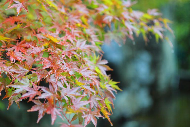 ■【夏〜秋：紅葉】夏が終わり季節は秋へと移ります。緑から紅への衣替えが可愛らしい紅葉。イメージ
