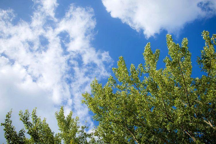 ■【春〜夏：新緑】敷地内の樹木が、春から夏にかけて一斉に美しい若芽を見せてくれます。イメージ