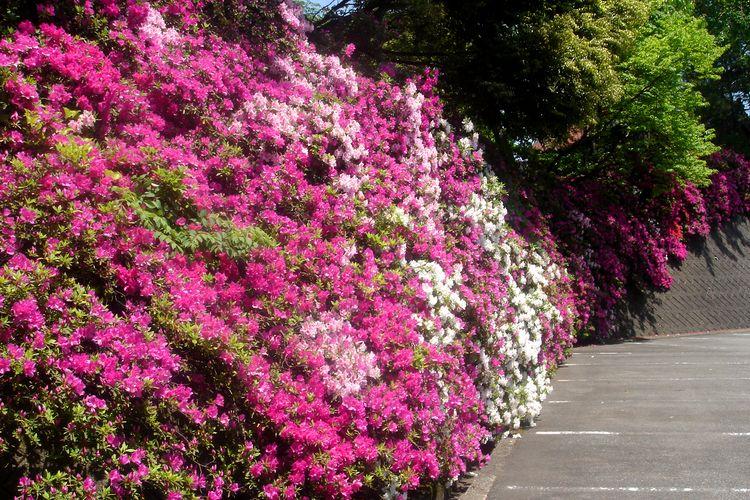 ■【春：ツツジ】例年GWの前後が見頃のツツジの花が垣根20メートルほど続きます。イメージ