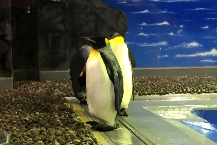 【福井の観光スポット】■【越前松島水族館】お子様連れに最適な規模。大人でも楽しめます！※当館から車で約50分程