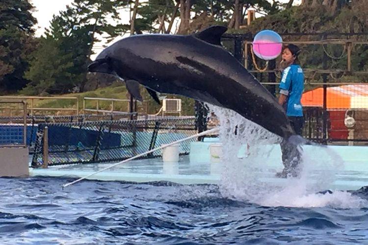【福井の観光スポット】■【越前松島水族館】お子様連れに最適な規模。大人でも楽しめます！※当館から車で約50分程