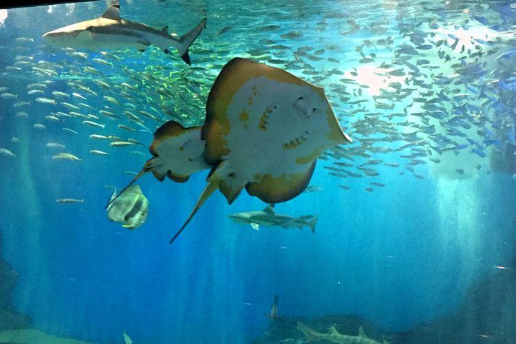 【福井の観光スポット】■【越前松島水族館】お子様連れに最適な規模。大人でも楽しめます！※当館から車で約50分程