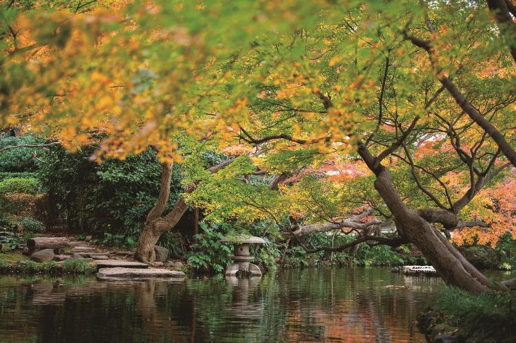 【日本庭園】紅葉（イメージ）
