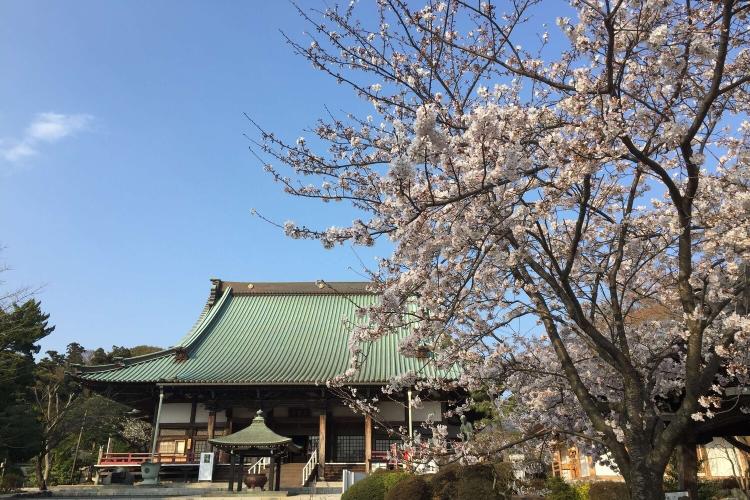遊行寺の桜(当館より徒歩15分程)
