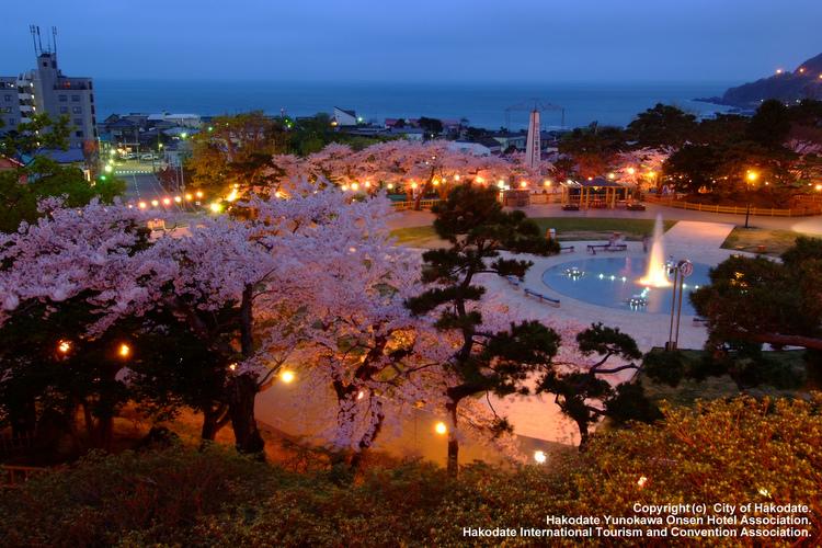 函館公園夜桜