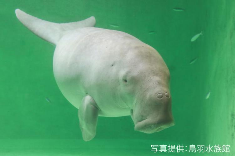 鳥羽水族館