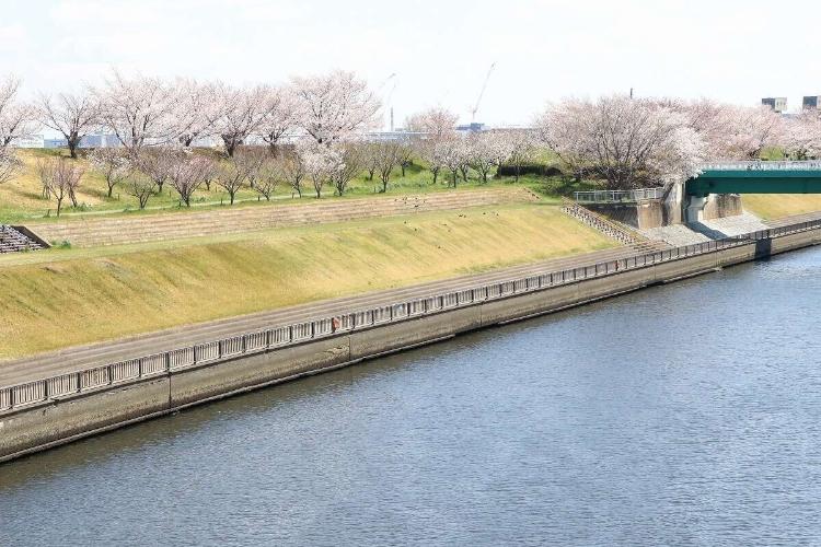 荒川の南を流れる新河岸川。綺麗な桜堤を眺めることができます。