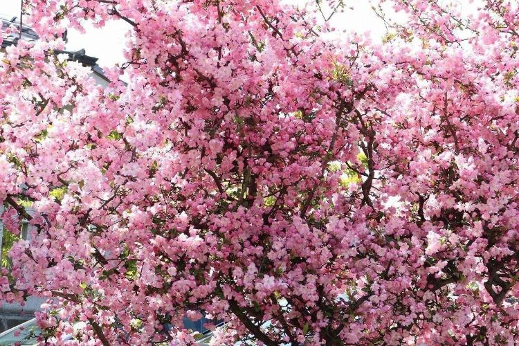 埼京線沿いの坂を上ったところにある「赤羽八幡神社」の梅の木。