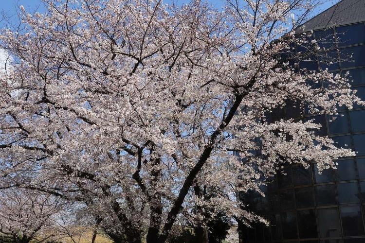 赤羽桜堤緑地の桜。一年のうちでもひときわ綺麗な季節です。