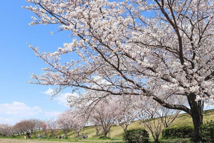 赤羽桜堤緑地の桜。一年のうちでもひときわ綺麗な季節です。