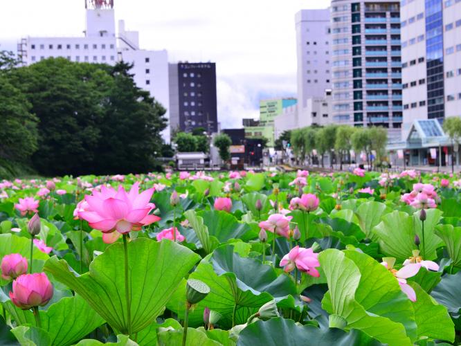 ◆千秋公園（当館から徒歩約15分）