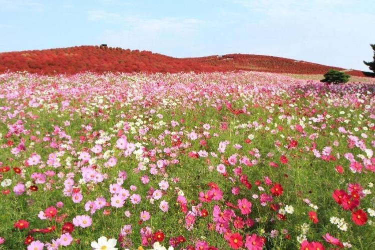 周辺観光（イメージ）